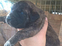 cucciolo cane corso nero